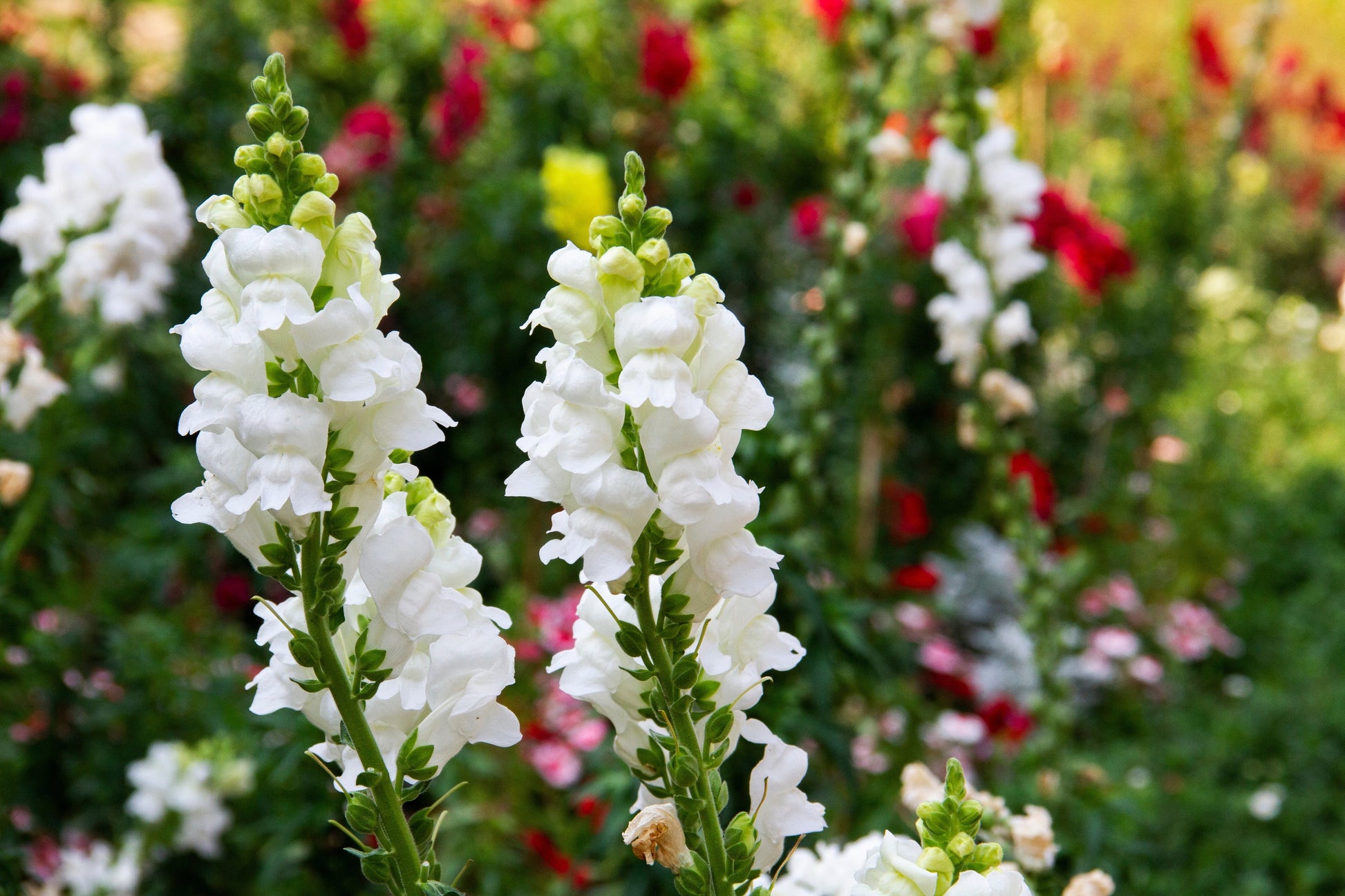 white flower seed dragon nest 250 WHITE SNOWFLAKE SNAPDRAGON Antirrhinum Majus Flower Seeds