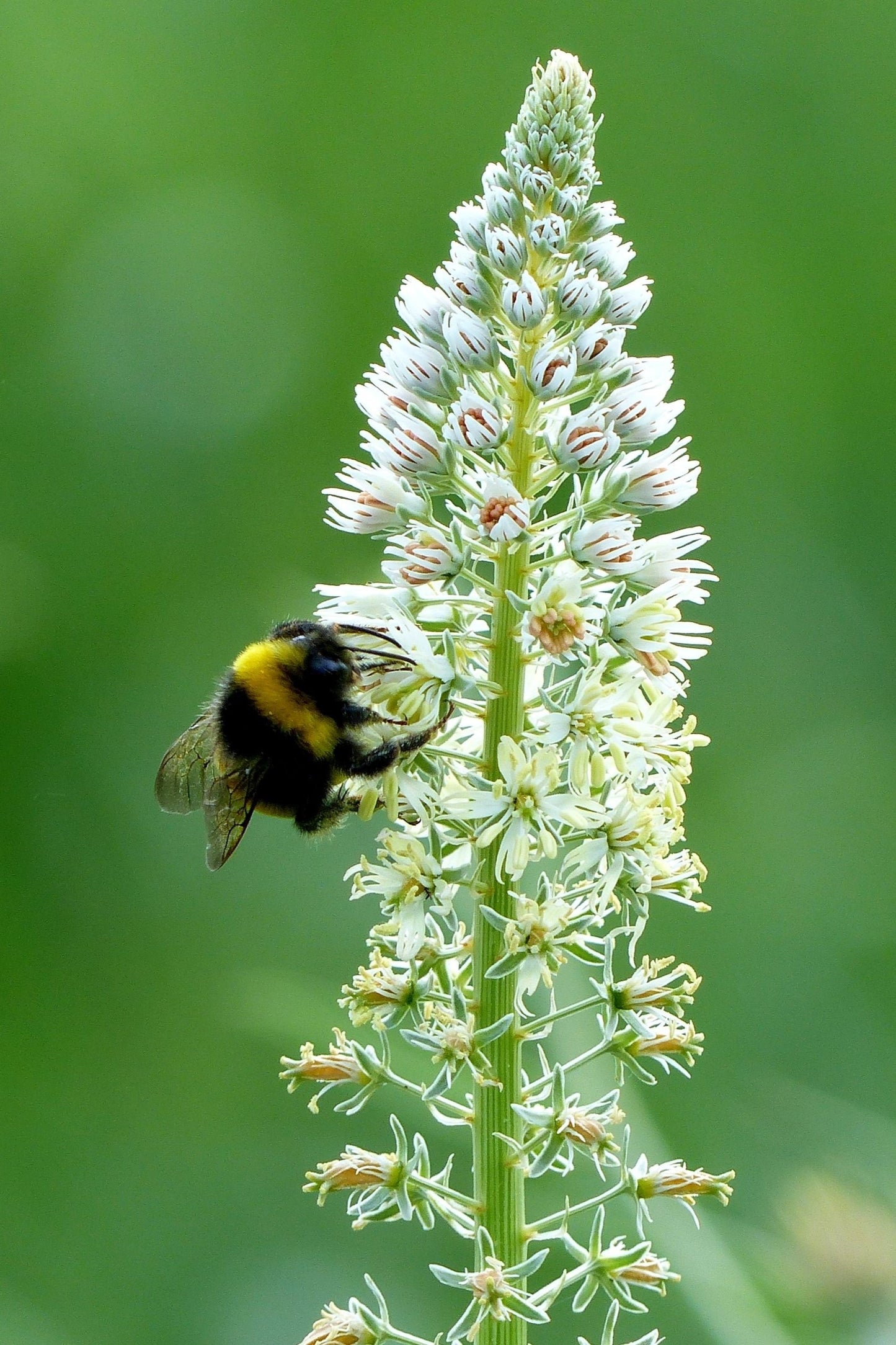 200 WHITE MIGNONETTE Reseda Alba Very FRAGRANT Flower Seeds