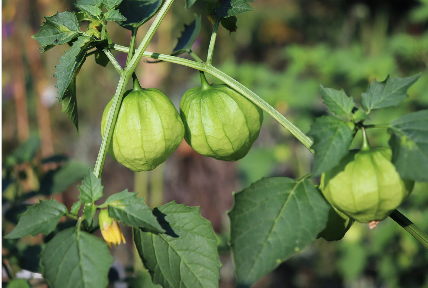 50 PINEAPPLE TOMATILLO Yellow Ground Cherry Physalis Ixocarpa Fruit Vine Seeds