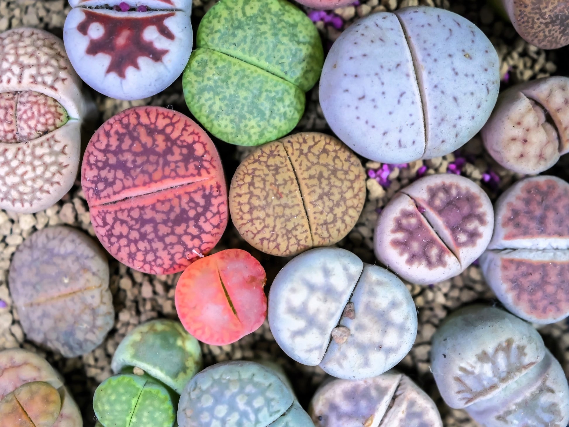 living stone plant seeds 10 LIVING STONE / LITHOPS Mixed Colors Pebble Houseplant Flower Seeds