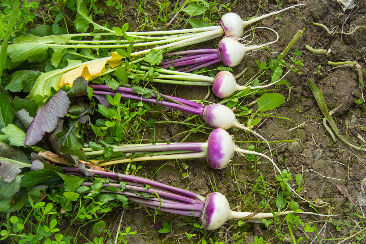 3000 PURPLE Top WHITE Globe TURNIP Brassica Rapa Root Vegetable Seeds