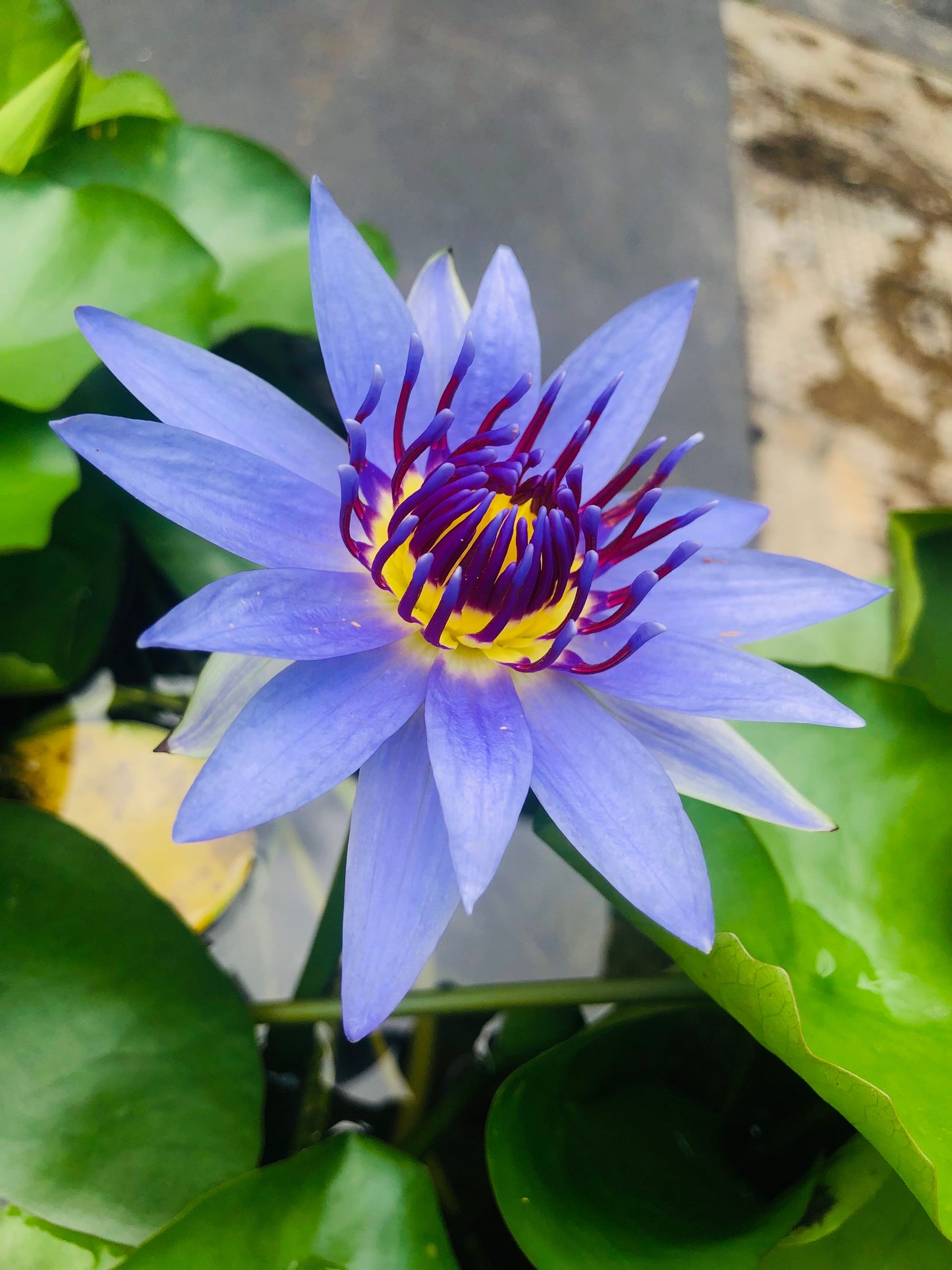 10 BLUE WATER LILY / Lily Pad / Asian Water Lotus / Sacred Egyptian Lotus Nymphaea Caerulea Flower Seeds