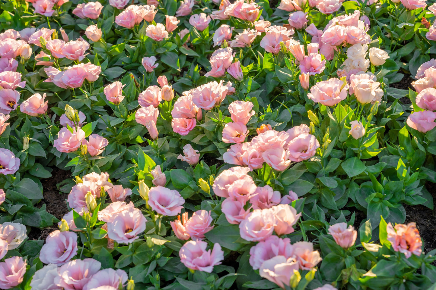 eustoma / lisianthus grandiflorum seeds - thornless rose 20 Mixed Colors LISIANTHUS Eustoma Grandiflorum Bluebell Gentian Flowe – Seedville USA