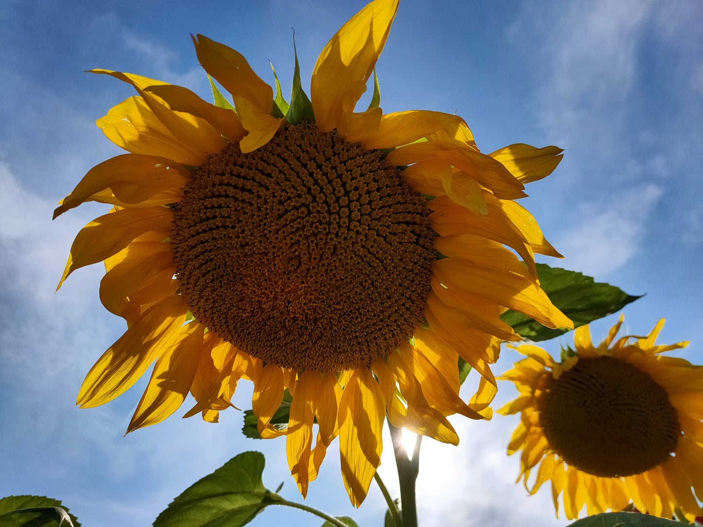 50 SKYSCRAPER SUNFLOWER Helianthus Annuus Flower Seeds