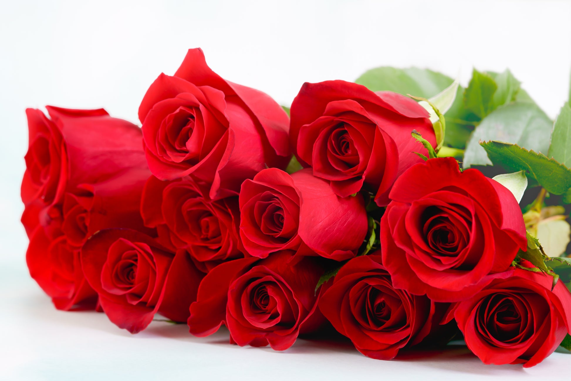 rose seeds buy online 5 RED ROSE Rosa Bush Shrub Perennial Flower Seeds – Seedville USA