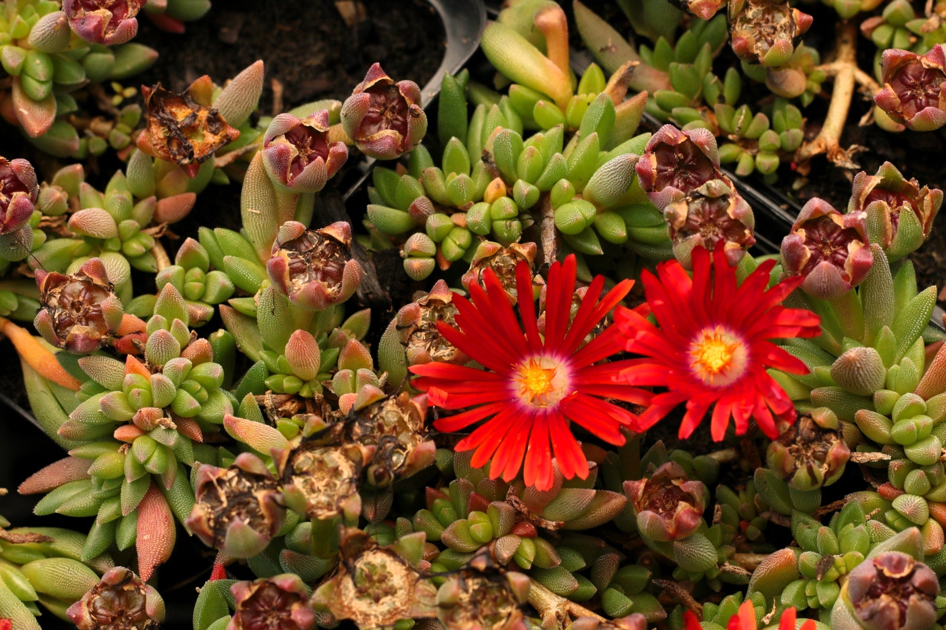 red ice plant succulent 100 Gelato Bright RED ICE PLANT Mesembryanthemum Daisy Livingstone Flower Seeds