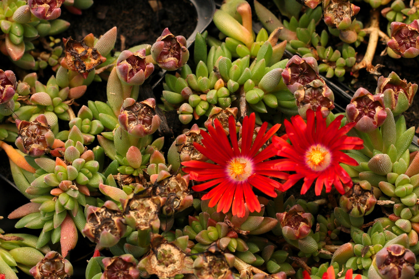 100 Gelato Bright RED ICE PLANT Mesembryanthemum Daisy Livingstone Flower Seeds