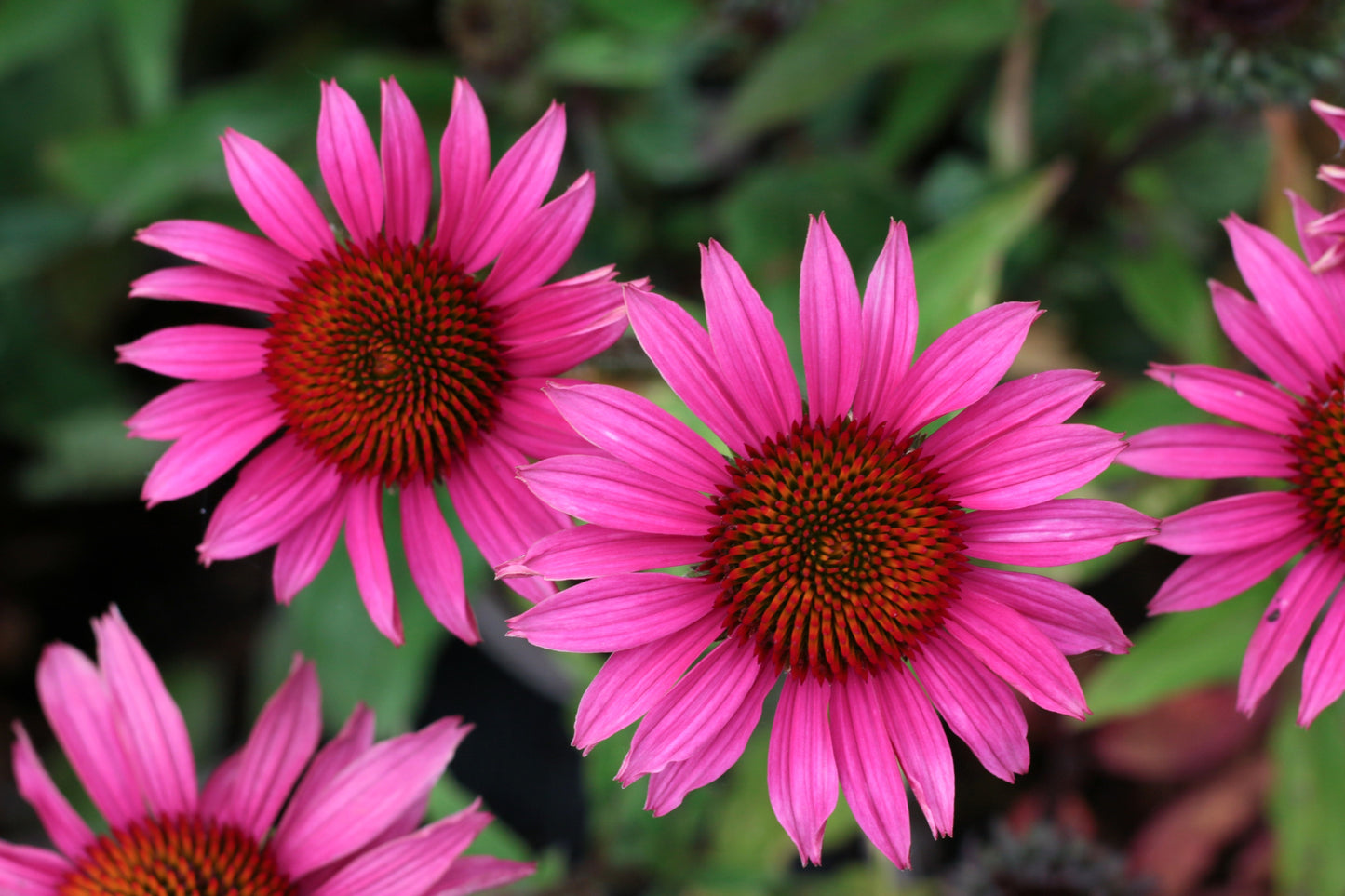 25 BRIGHT STAR CONEFLOWER Echinacea Purpurea Lavender Bright Rose Pink Flower Seeds