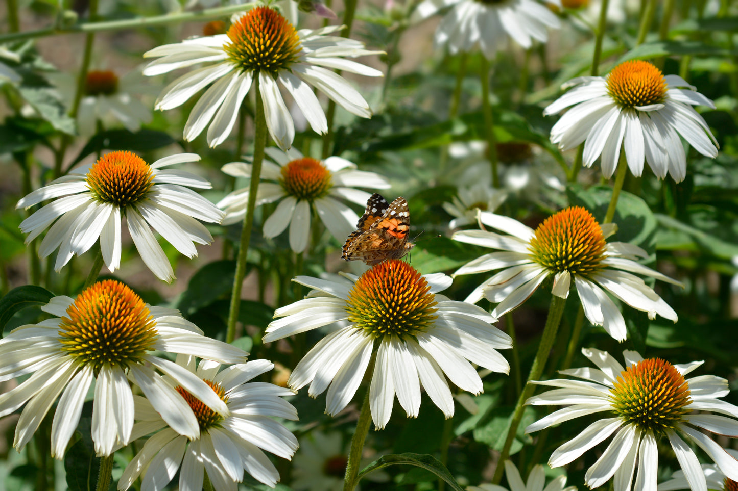 50 WHITE CONEFLOWER Echinacea Purpurea Flower Seeds