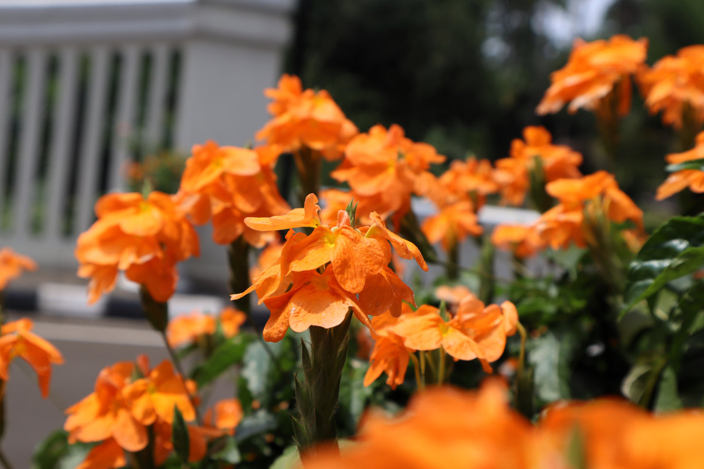 orange marmalade plant seeds 10 ORANGE MARMALADE CROSSANDRA Infundibuliformis Firecracker Flower Houseplant Seeds