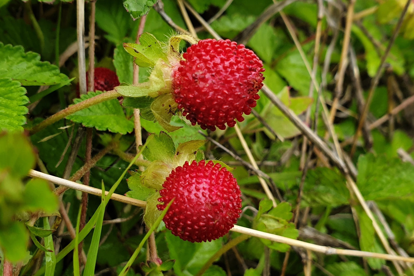 strawberry seeds poisonous 50 Red Indian TUTTIFRUTTI STRAWBERRY Duchesnea Indica Flower Berry Fru – Seedville USA