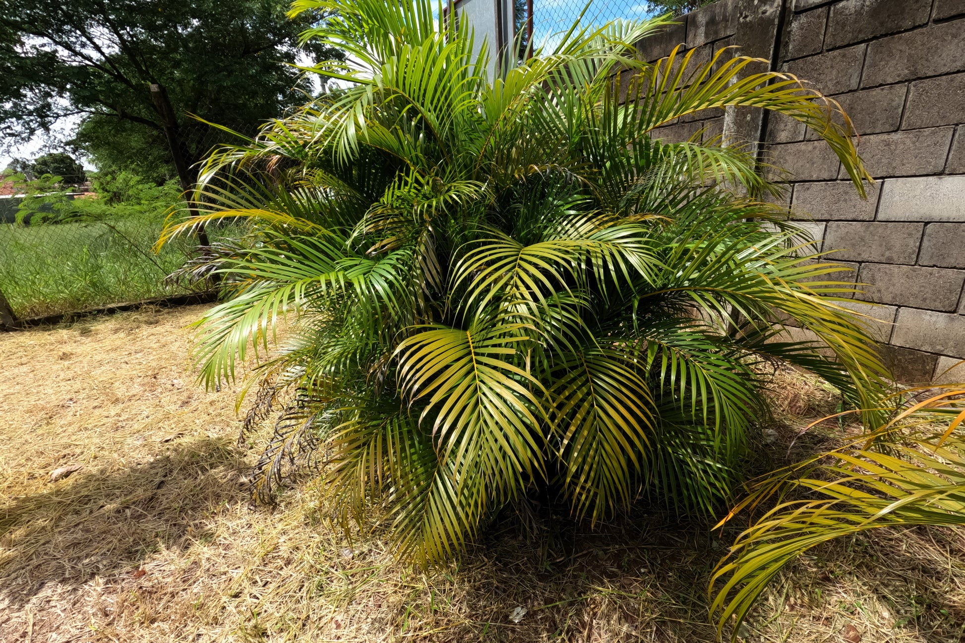 areca palm vs chamaedorea 5 BAMBOO PALM Chamaedorea Seifrizii Reed or Parlor Palm Tree Sun Shade – Seedville USA