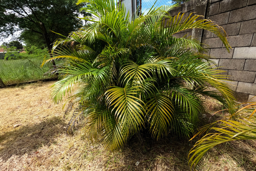 5 BAMBOO PALM Chamaedorea Seifrizii Reed or Parlor Palm Tree Sun Shade ...