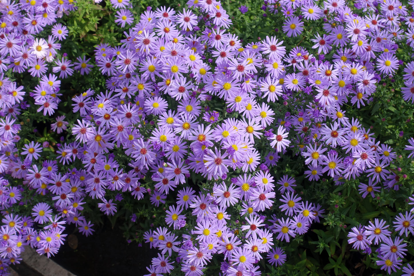 50 Blue RICE BUTTON ASTER Dumosus Flower Seeds