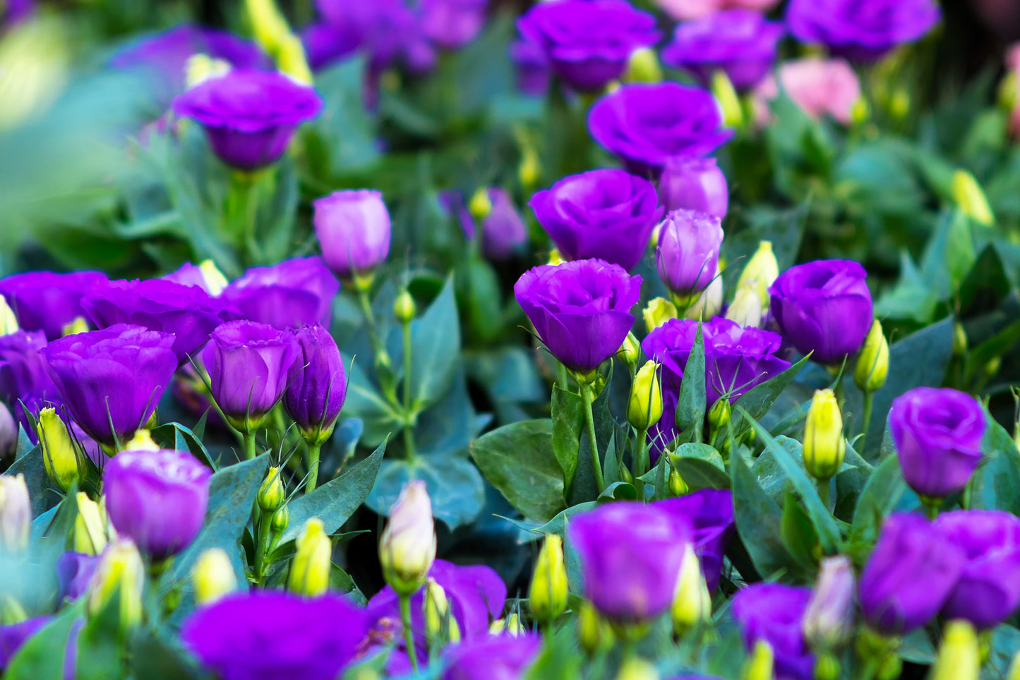 20 Mixed Colors LISIANTHUS Eustoma Grandiflorum Bluebell Gentian Flower Seeds