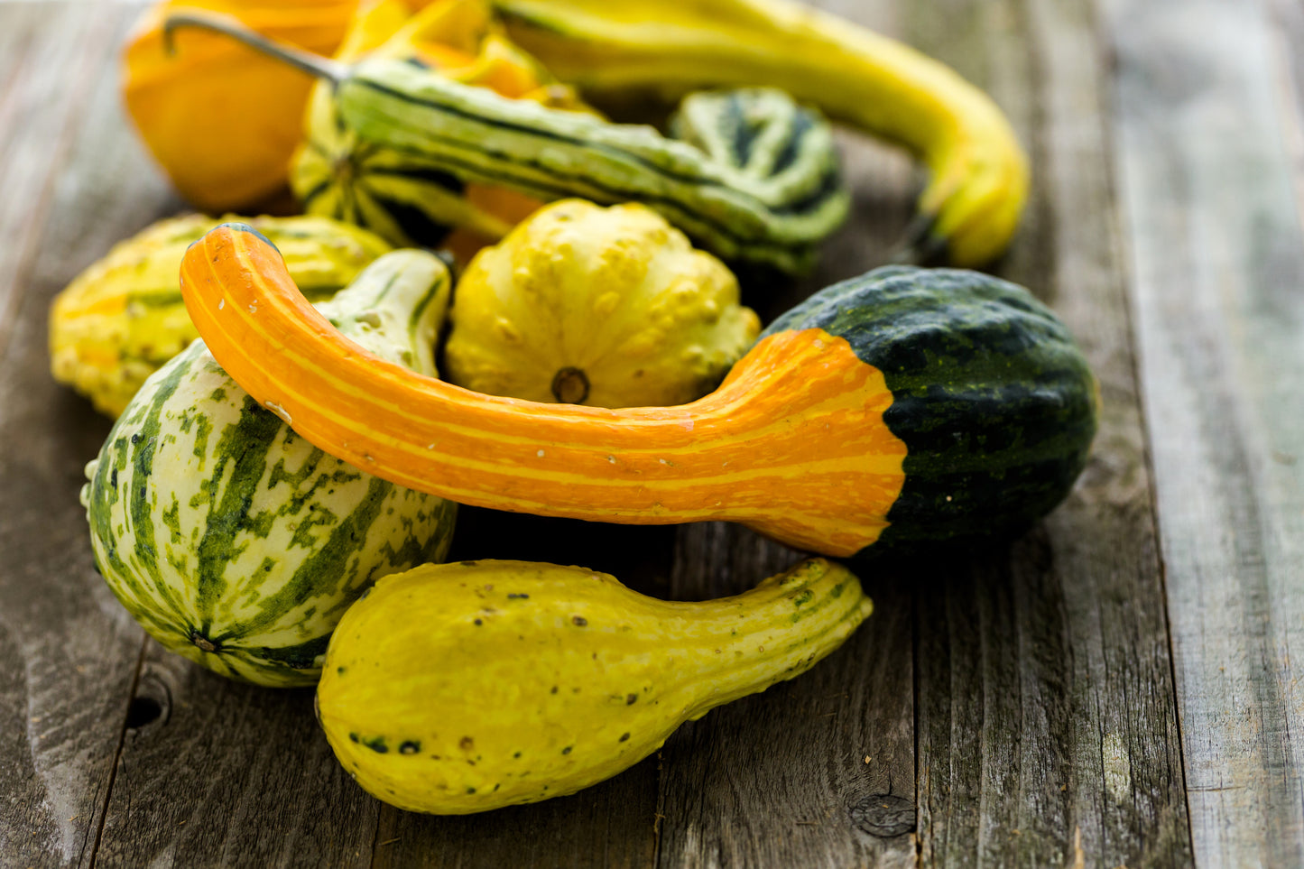 30 MIXED GOURD Lagenaria Siceraria Seeds