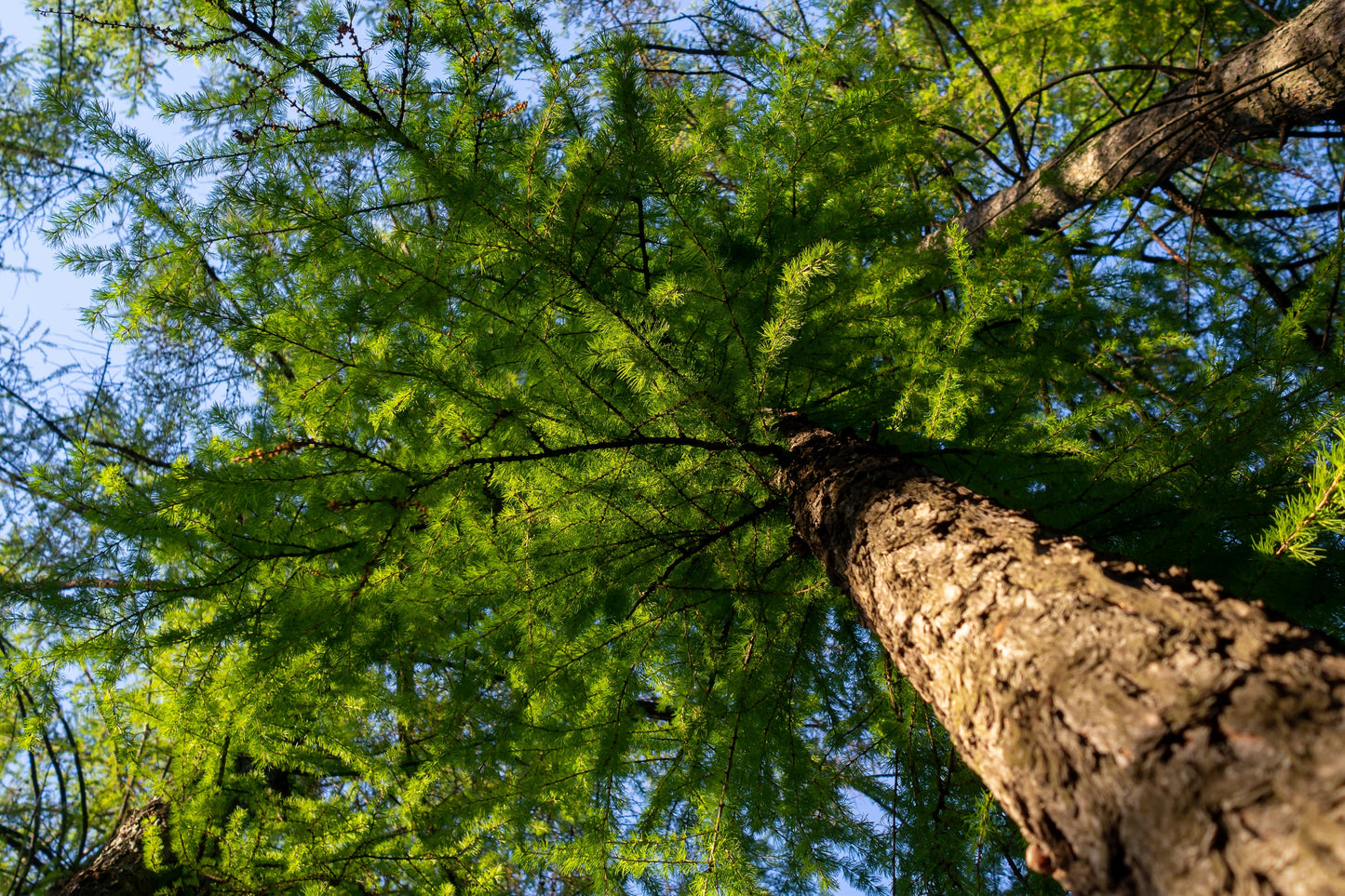 25 EUROPEAN LARCH TREE Pine Pinetree Evergreen Larix Decidua Seeds