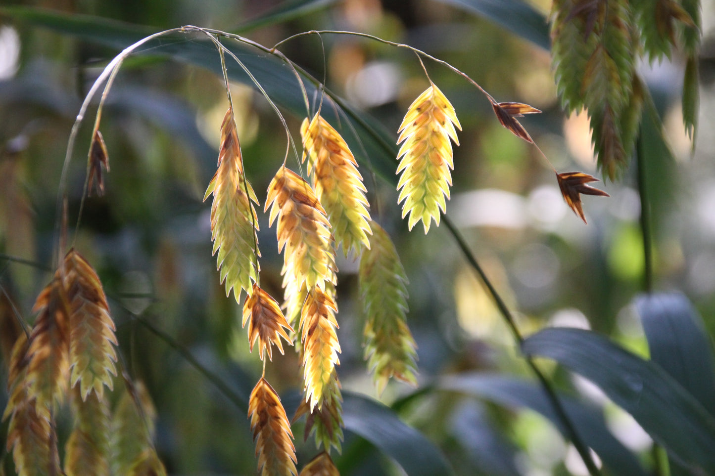 100 NORTHERN SEA OATS Grass Inland Chasmanthium Latifolium Seeds