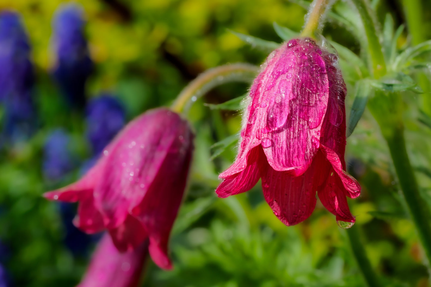 10 RED ANEMONE Pulsatilla Vulgaris PASQUE Flower Seeds