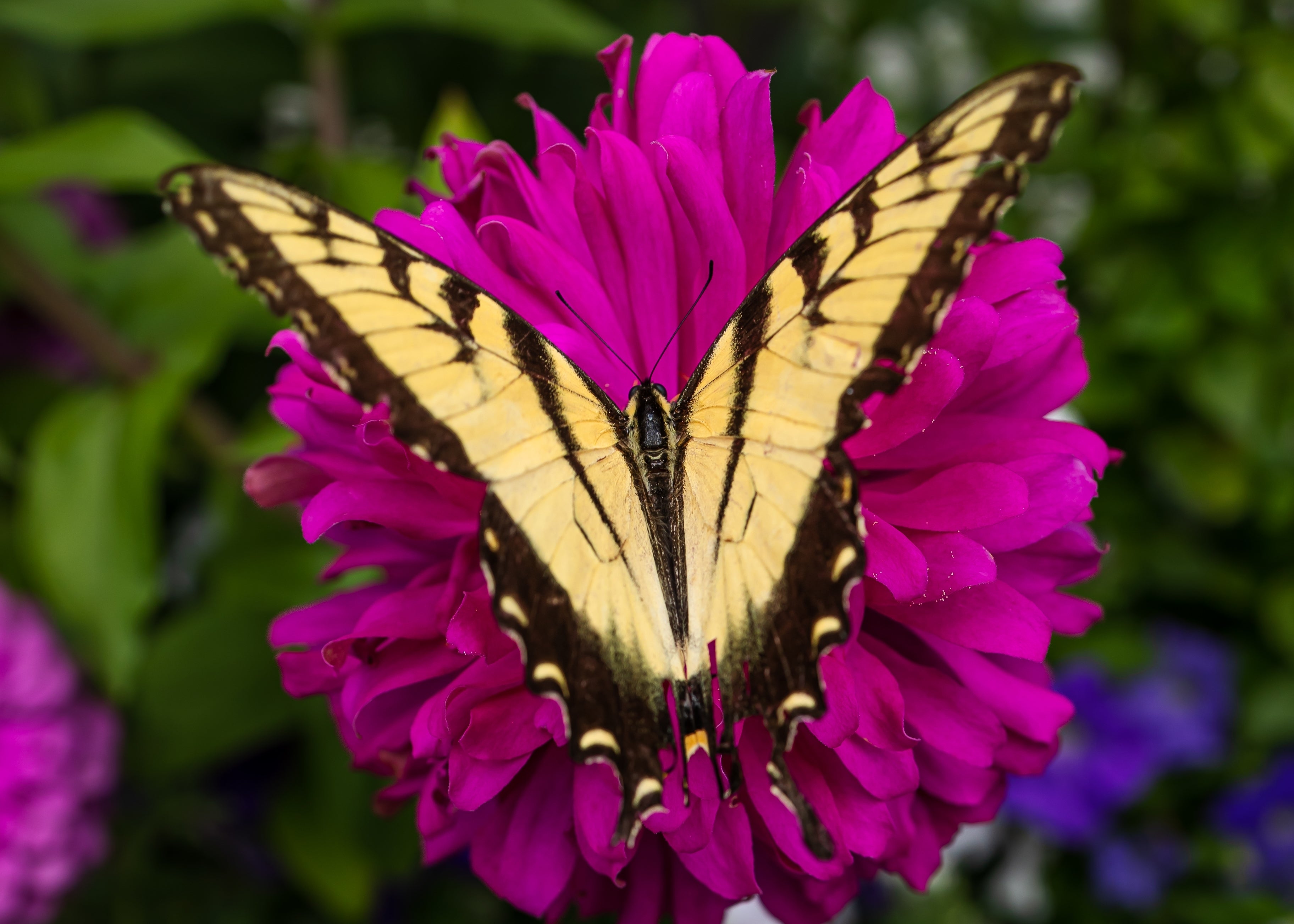 250 VIOLET QUEEN ZINNIA Elegans Purple Double Dahlia Heirloom