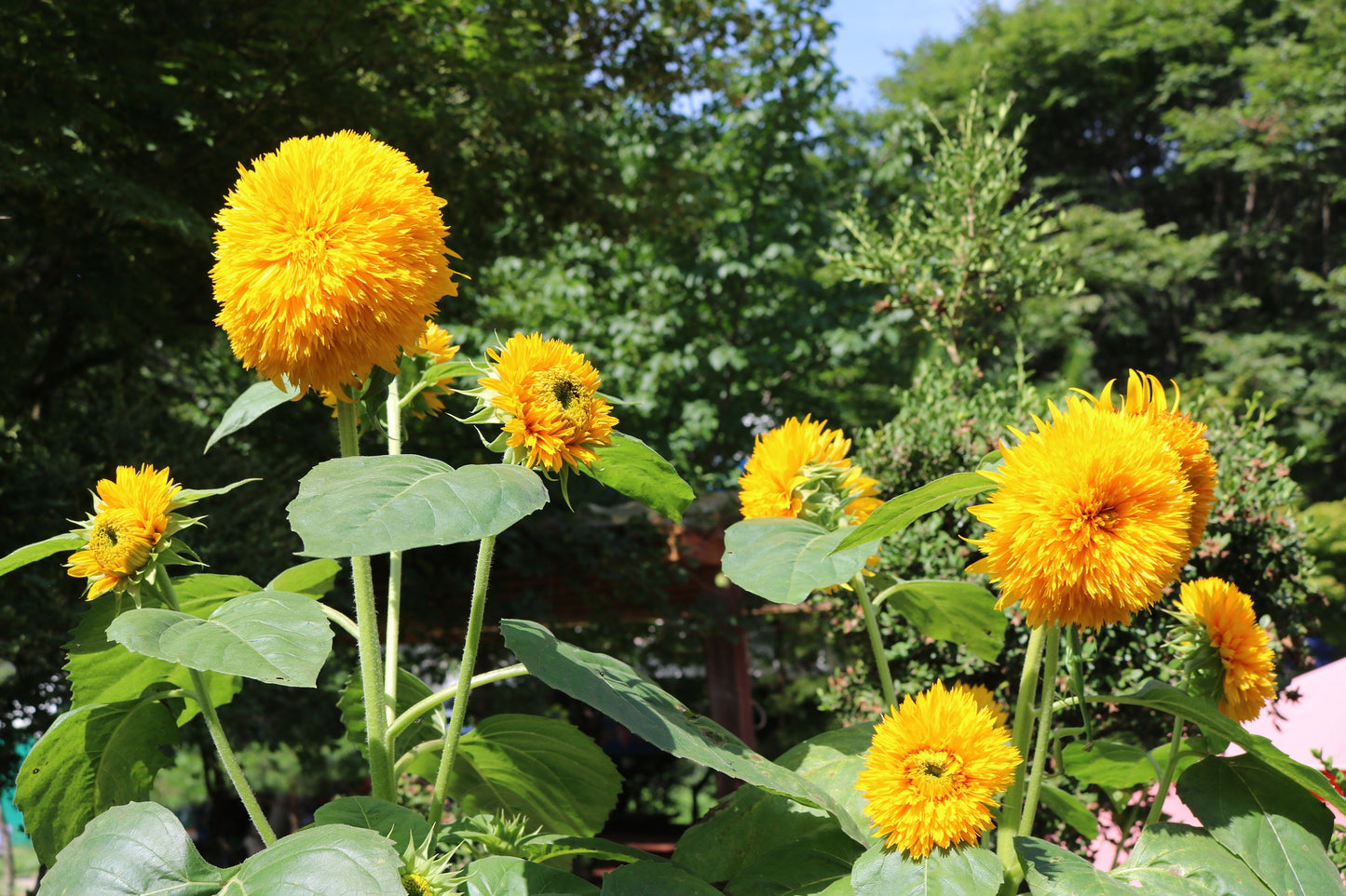 150 Double DWARF TEDDYBEAR SUNFLOWER Helianthus Annuus Yellow Flower Seeds