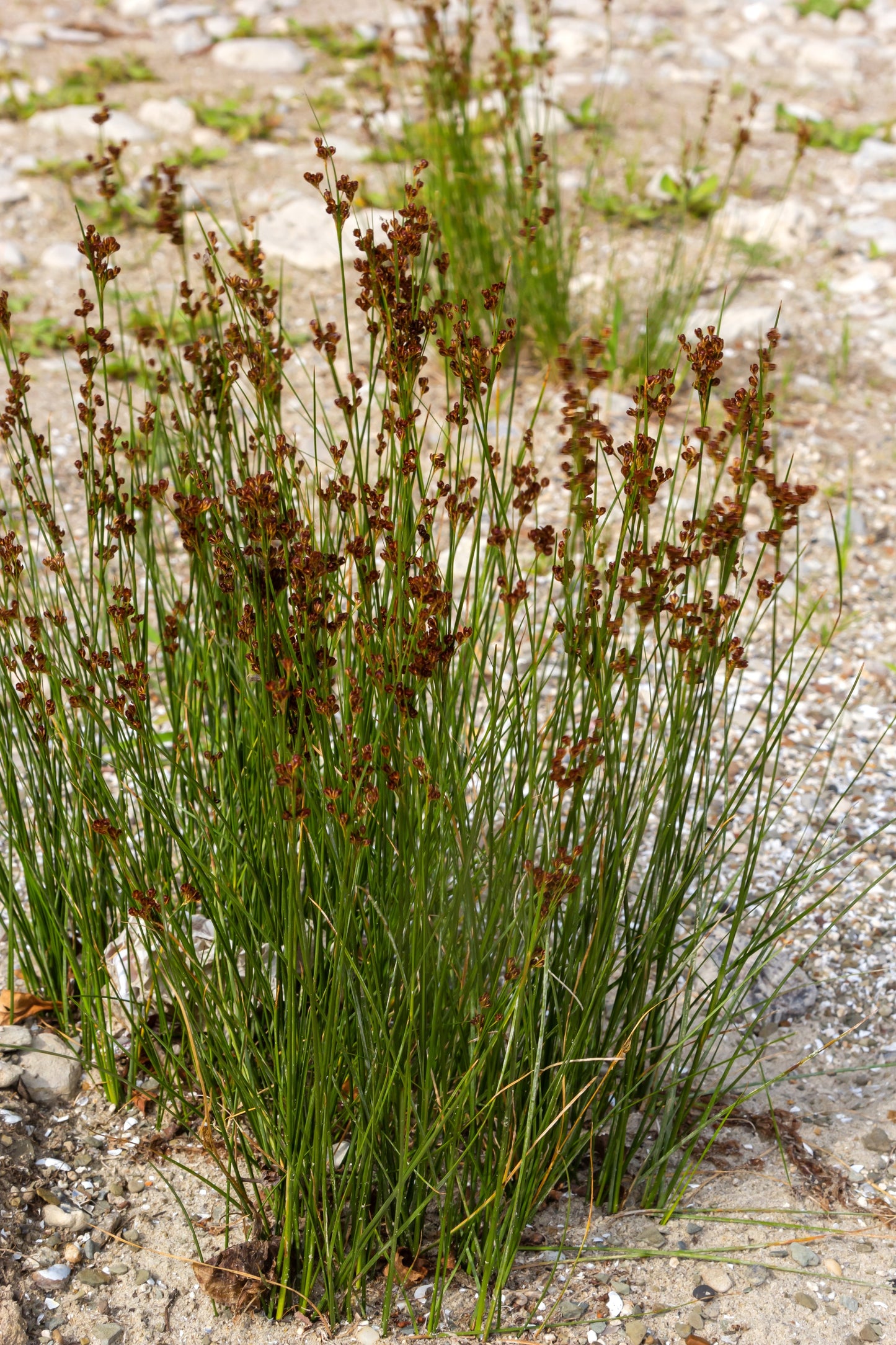 1000 SOFT RUSH (Common Rush) Juncus Effusus Ornamental Grass Seeds