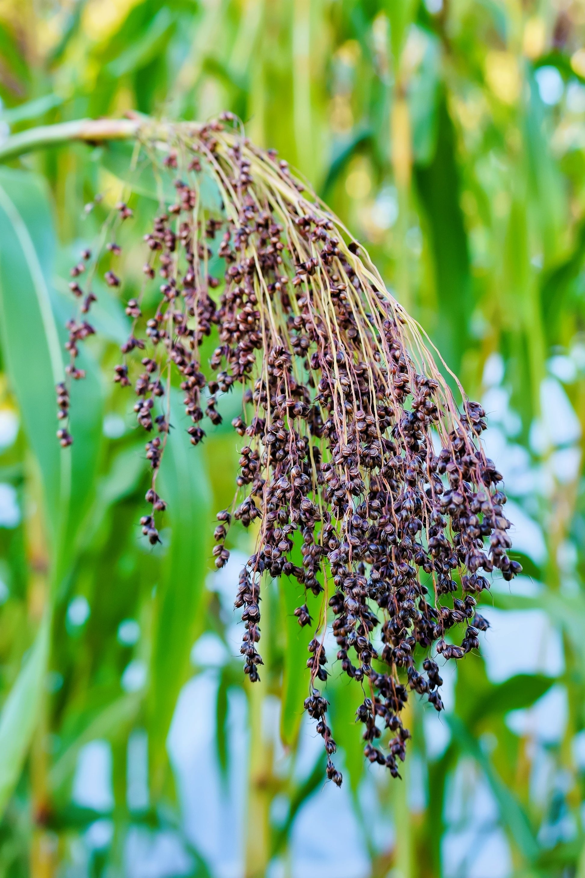 broom plant seeds 50 Mixed Colors BROOM CORN SORGHUM Bicolor Heirloom Grain Seeds for Dr –  Seedville USA