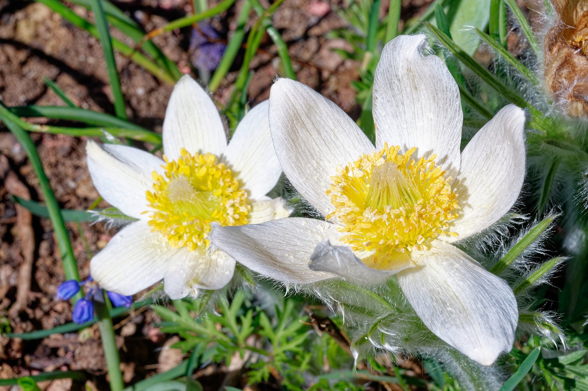 pasque flower from seed 25 WHITE ANEMONE Pulsatilla Vulgaris PASQUE flower Seeds