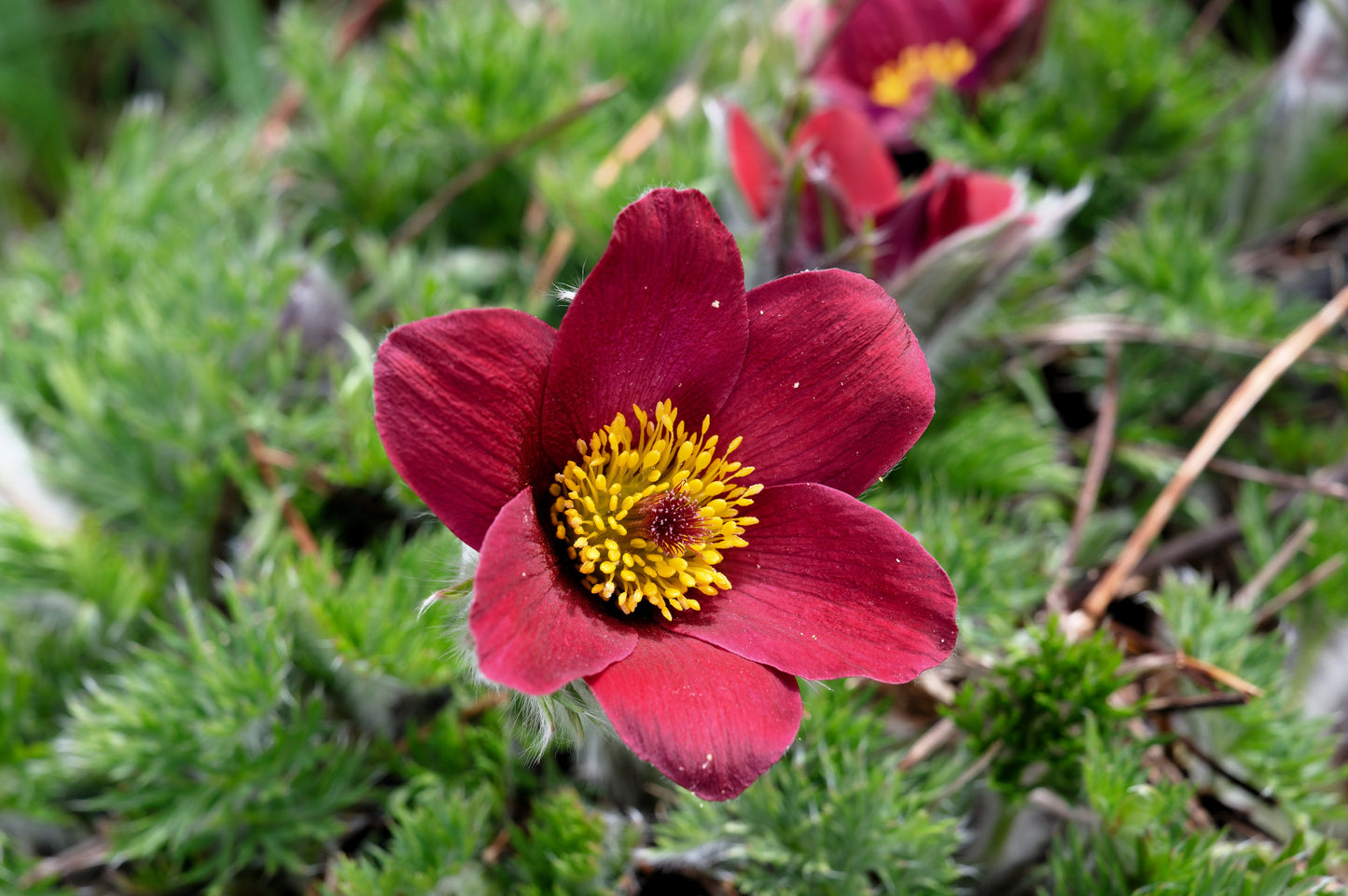 pasque flower seeds 10 RED ANEMONE Pulsatilla Vulgaris PASQUE Flower Seeds – Seedville USA