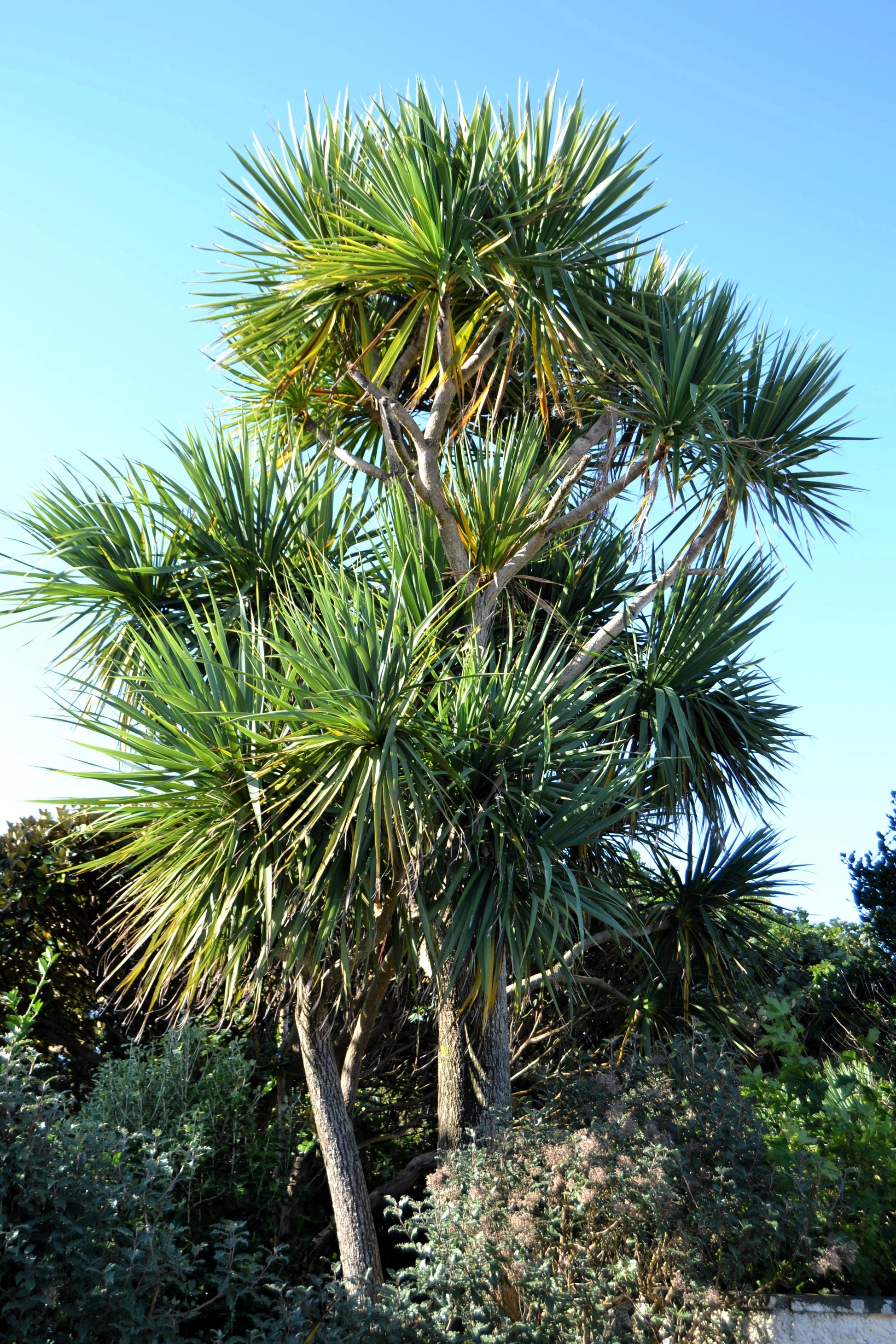 cabbage palm house plant 50 CABBAGE PALM / GIANT DRACAENA Australis Cordyline Tree Houseplant Seeds