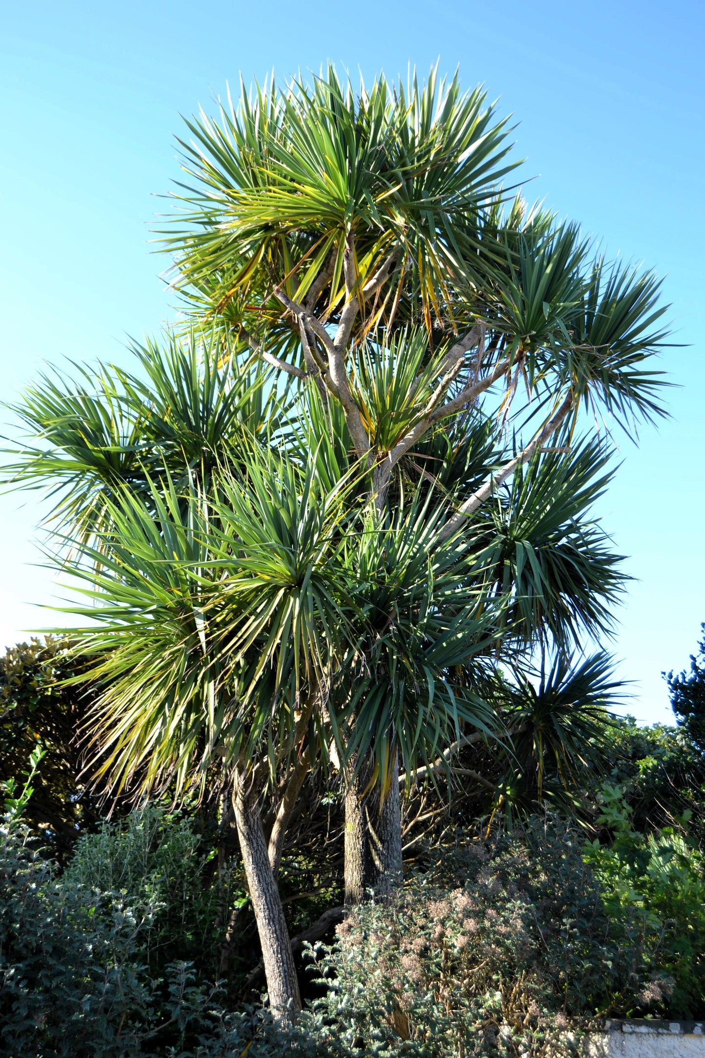 50 CABBAGE PALM / GIANT DRACAENA Australis Cordyline Tree Houseplant Seeds