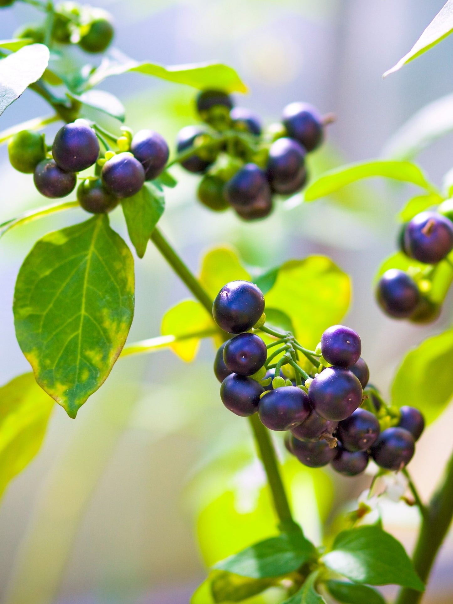 100 WONDERBERRY aka Sunberry Solanum Burbankii Retroflexum Fruit Berry Shrub Seeds