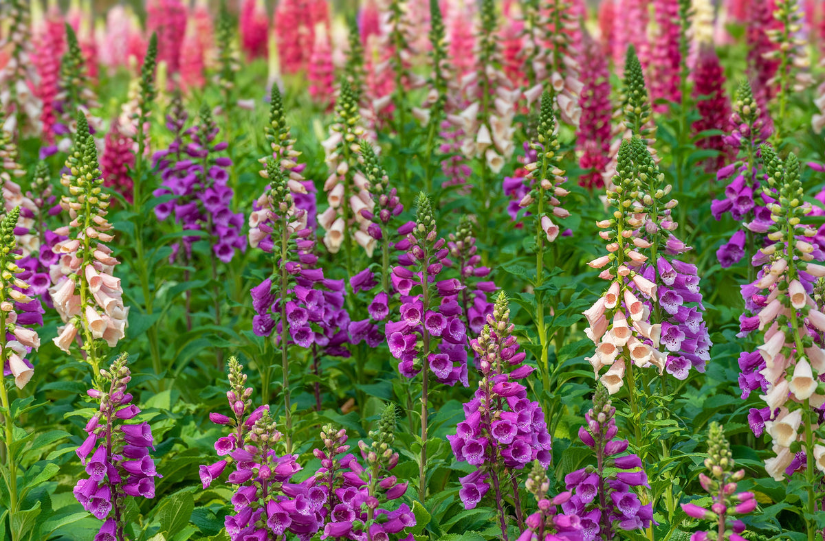 1000 Seeds MIXED FOXGLOVE Digitalis Purpurea Sun or Shade Flower Seeds