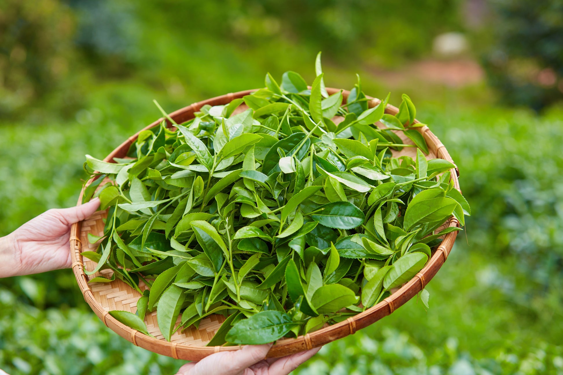 where to buy tea plant seeds 5 TEA PLANT Black & Green Drinking Tea Camellia Sinensis Evergreen Tree Shrub Flower Seeds