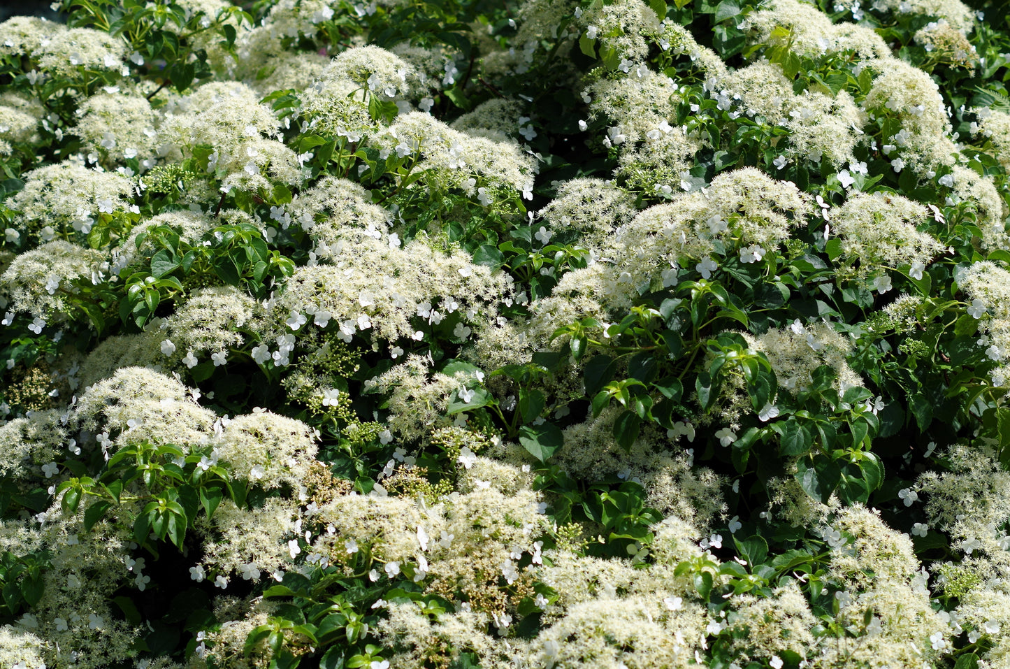 50 CLIMBING HYDRANGEA Anomala Petiolaris Vine Flower Seeds