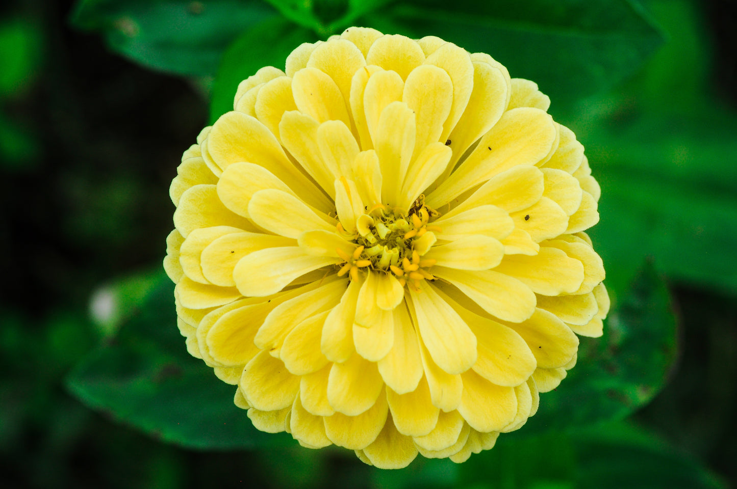 250 ISABELLINA ZINNIA Elegans Pastel Light Yellow Double Heirloom Flower Seeds