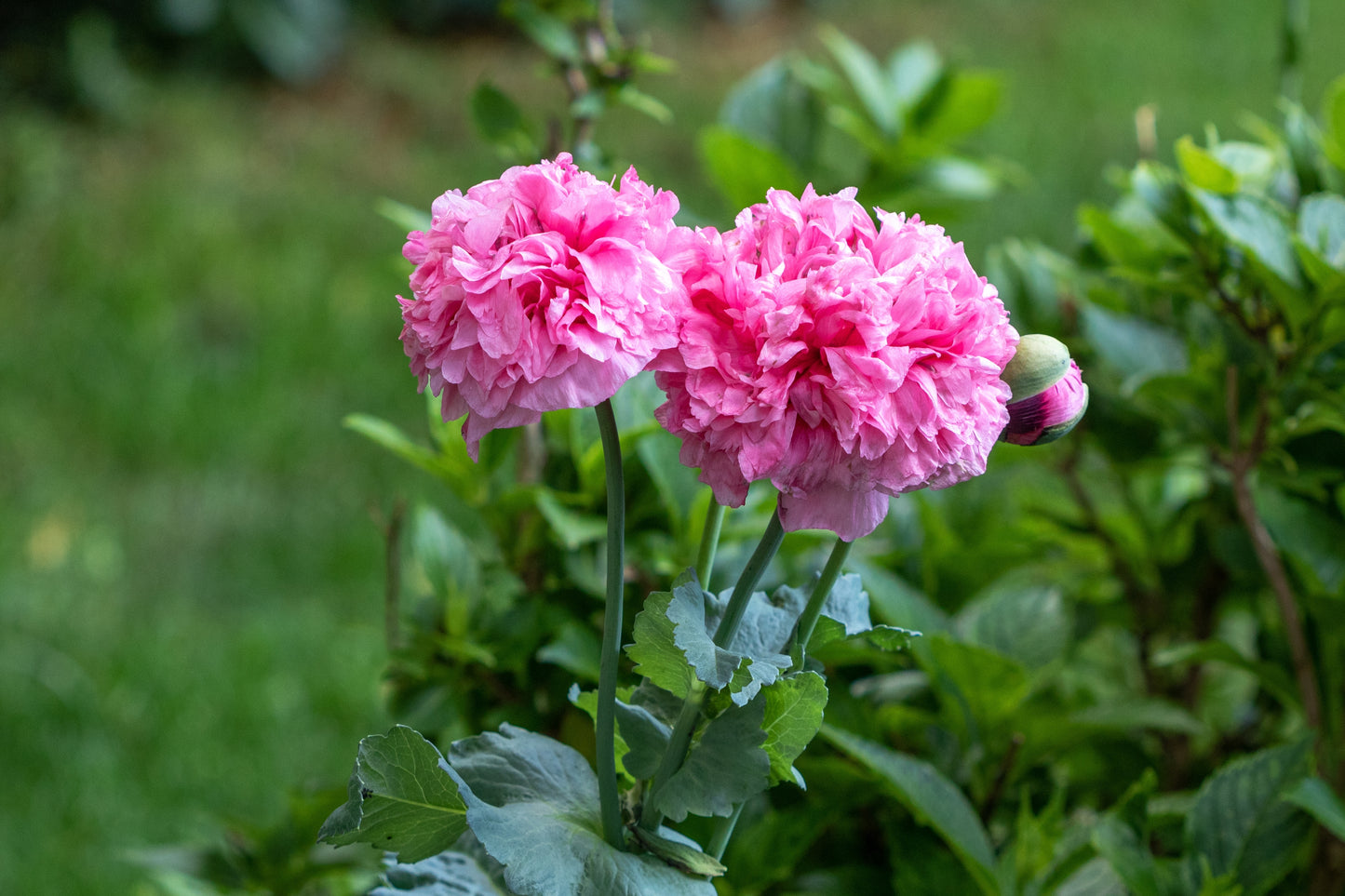 250 Bombast ROSE PEONY POPPY Papaver Peoniflorum Flower Seeds
