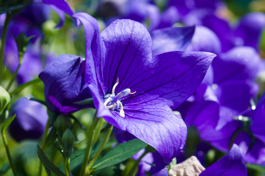 500 TELHAM BEAUTY BELLFLOWER Blue Peach Leaved Campanula Persicifolia Flower Seeds