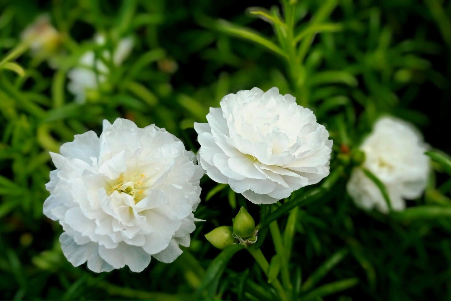 100 White PORTULACA Grandiflora / MOSS ROSE Succulent Flower Seeds