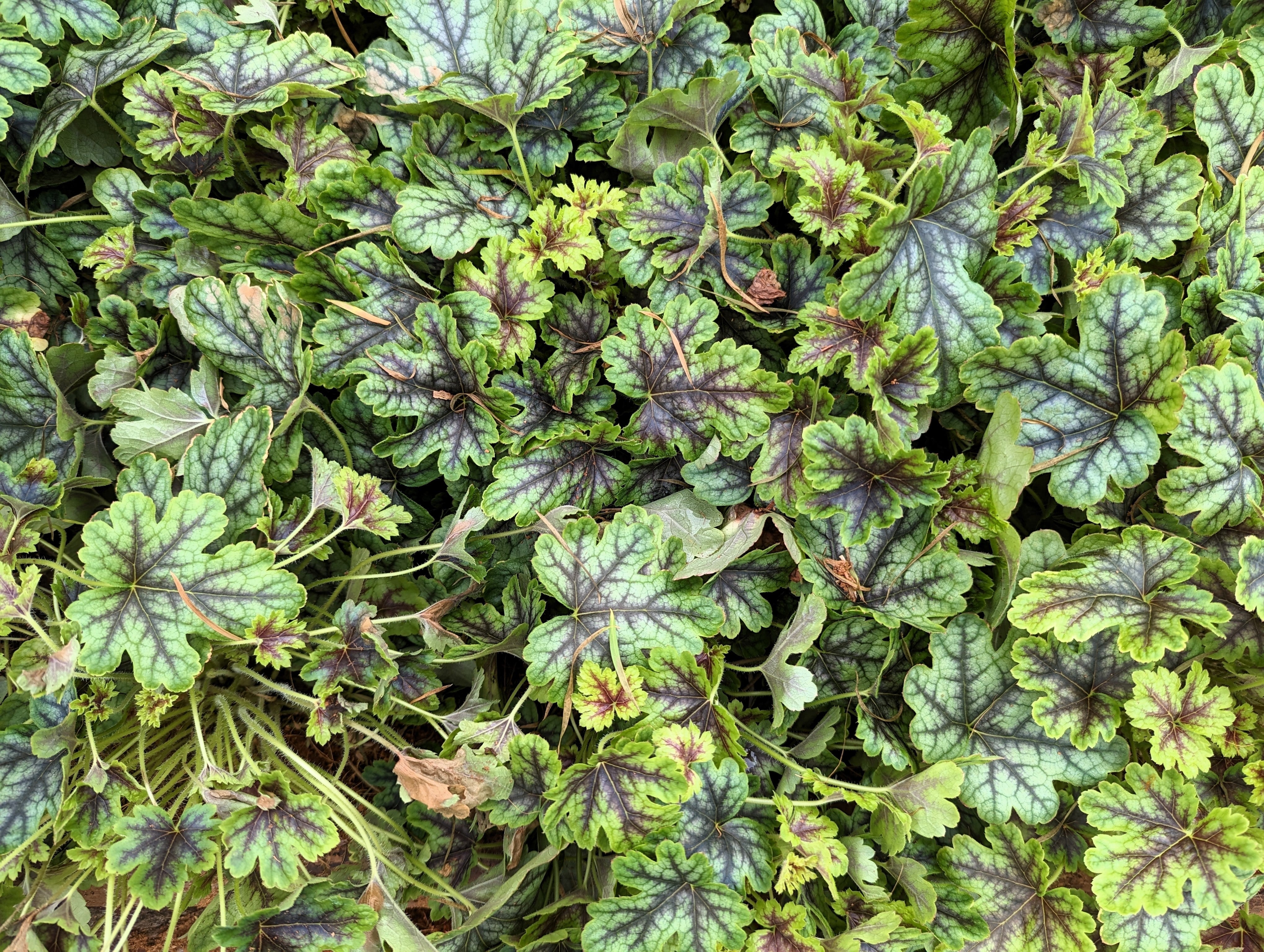 Seedville Heuchera Americana Coral Bells - Thumbnail 2