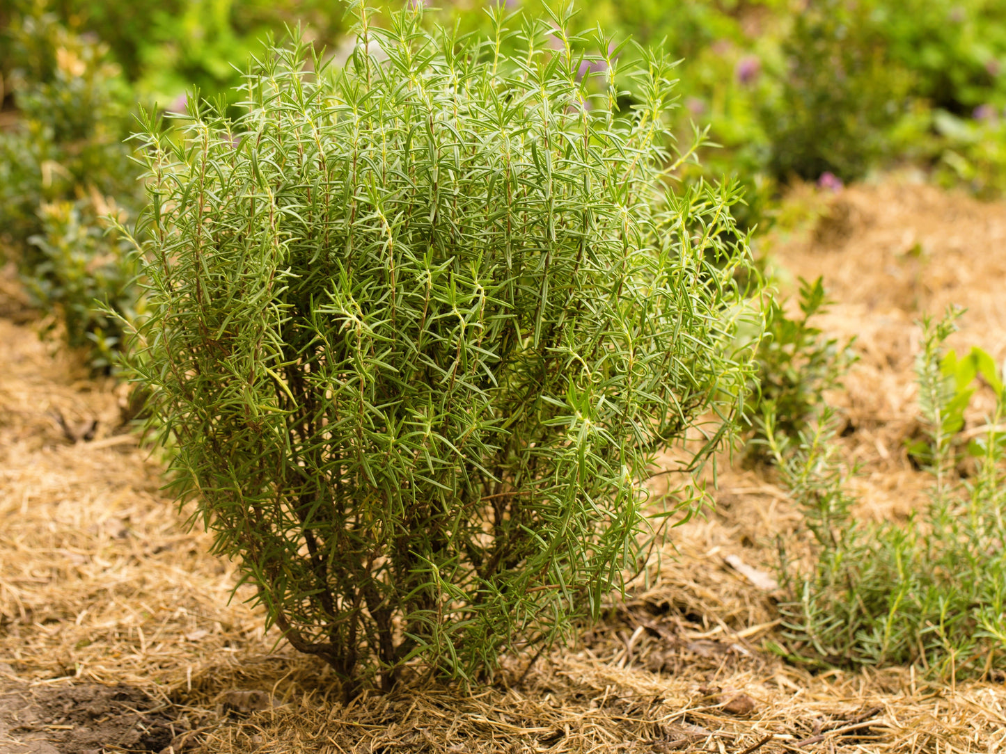 100 ROSEMARY Rosmarinus Officinalis Herb Flower Seeds