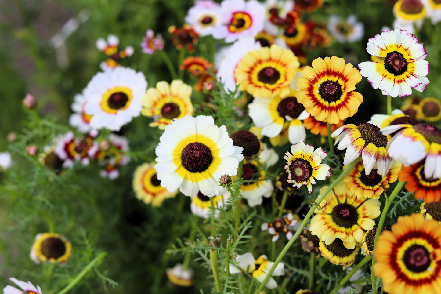 250 TRICOLOR PAINTED DAISY (Pyrenthrum Daisy) Chrysanthemum Carinatum Flower Seeds