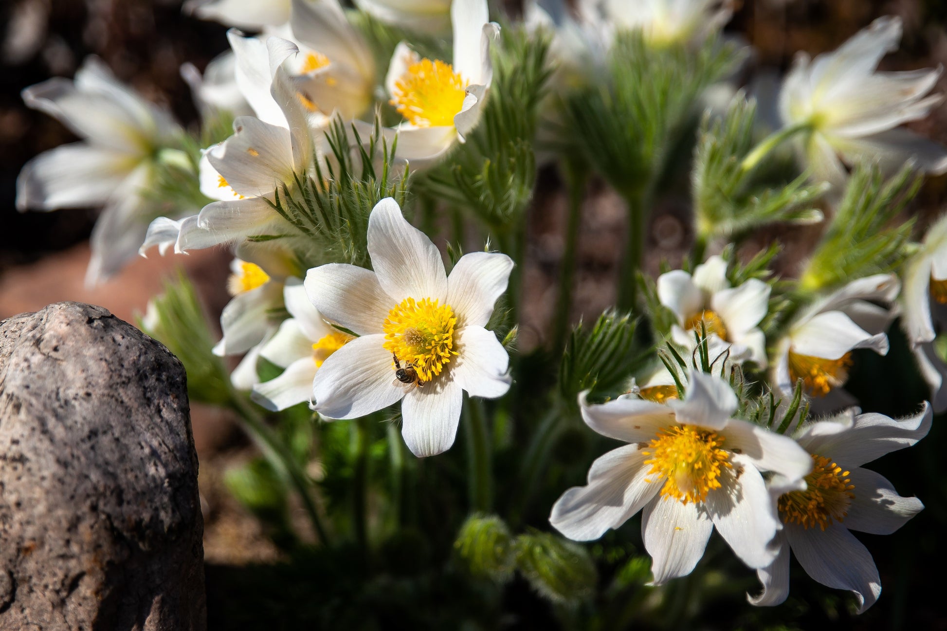 white flower seeds 25 WHITE ANEMONE Pulsatilla Vulgaris PASQUE flower Seeds – Seedville USA
