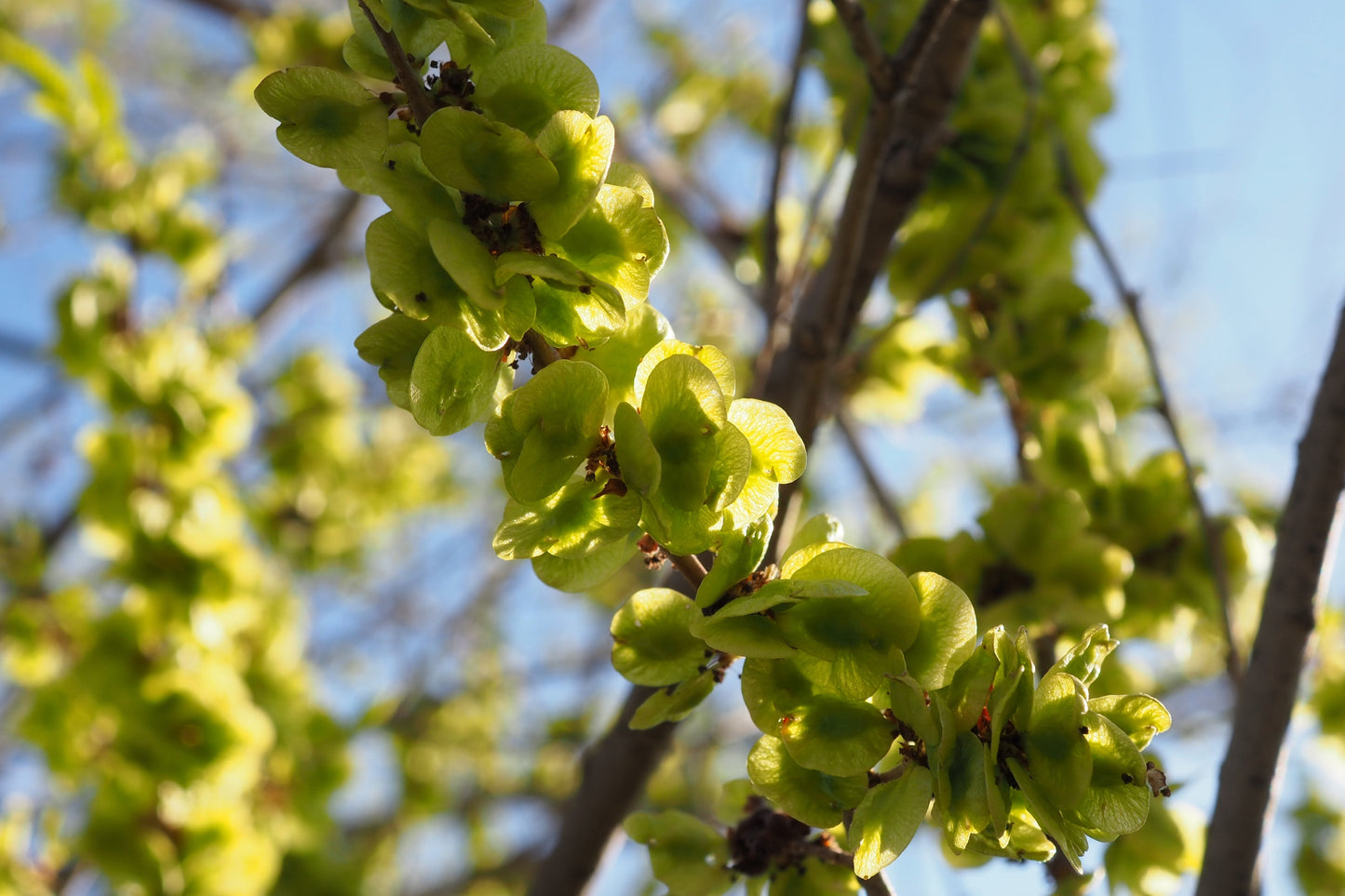 50 CHINESE ELM TREE (Lacebark) Ulmus Parvifolia Seeds