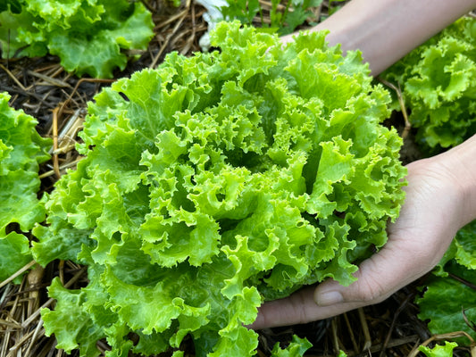 3000 Loose Leaf Green GRAND RAPIDS LETTUCE Lactuca Sativa Vegetable Seeds