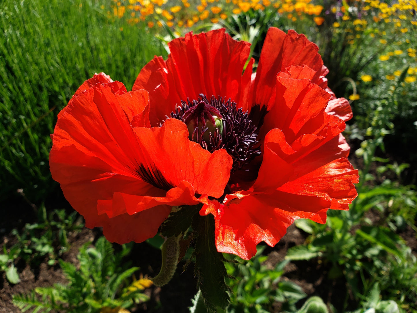 1000 MIXED Colors ORIENTAL POPPY Papaver Orientale Flower Seeds