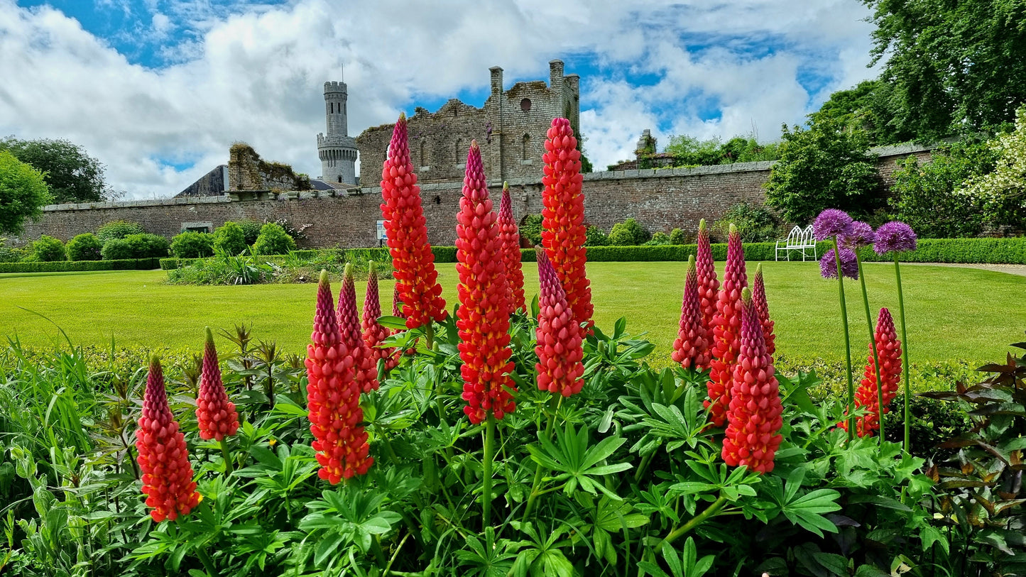 25 RED LUPINE 'My CASTLE' Lupinus Polyphyllus Scarlet Russell Lupin Band of Nobles Series Flower Seeds