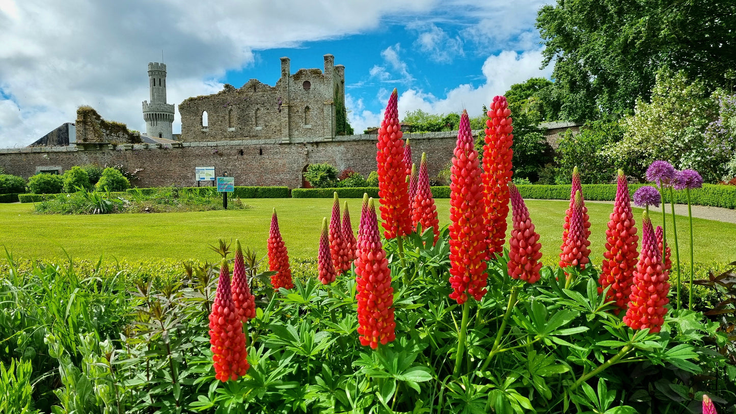 25 RED LUPINE 'My CASTLE' Lupinus Polyphyllus Scarlet Russell Lupin Band of Nobles Series Flower Seeds