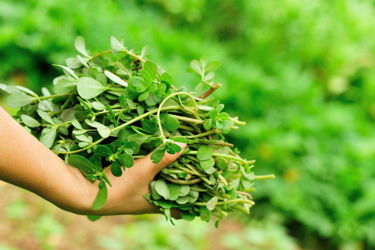 300 Organic GOLDEN PURSLANE Portulaca Sativa Vegetable Herb Yellow Flower Seeds