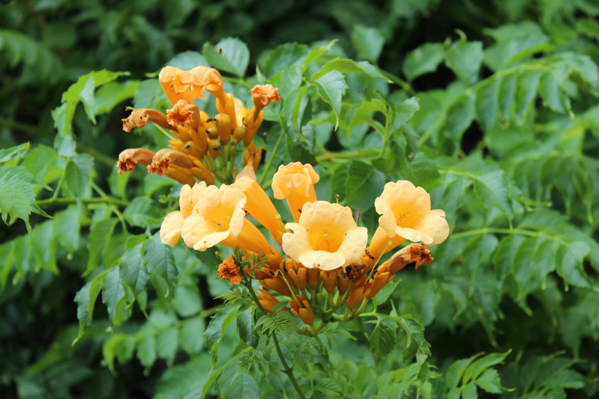 planting hummingbird vine seeds 10 YELLOW HUMMINGBIRD TRUMPET Vine Flower Campsis Radicans Flava Climber Seeds
